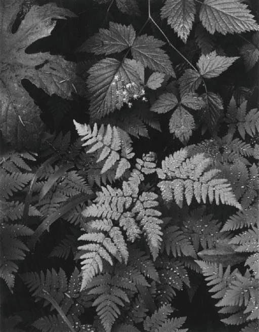 ANSEL ADAMS (1902-1984)