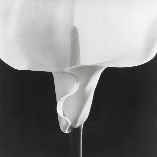 Robert Mapplethorpe (1946-1989)