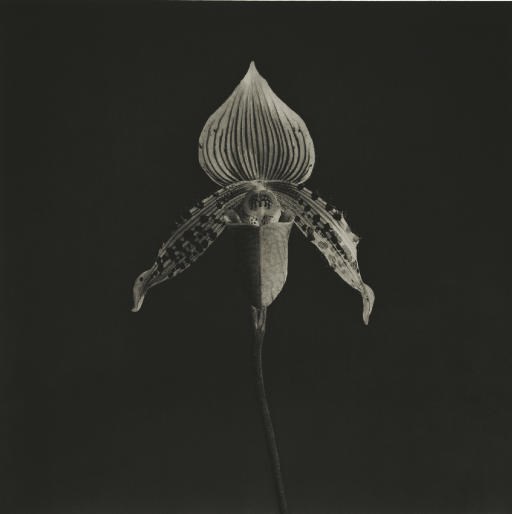 ROBERT MAPPLETHORPE (1946-1989)