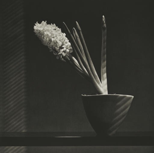 ROBERT MAPPLETHORPE (1946-1989)