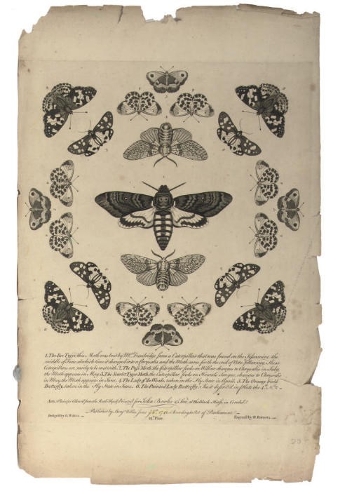 TWELVE NEW DESIGNS OF ENGLISH BUTTERFLIES (Nissen 4411)