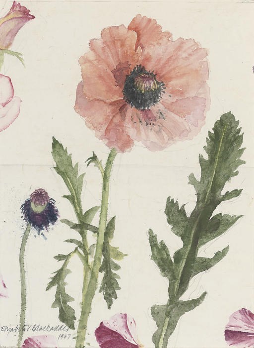 Dame Elizabeth Violet Blackadder, R.S.A., R.S.W., R.A. (b. 1931)