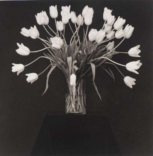 ROBERT MAPPLETHORPE (1946-1989)
