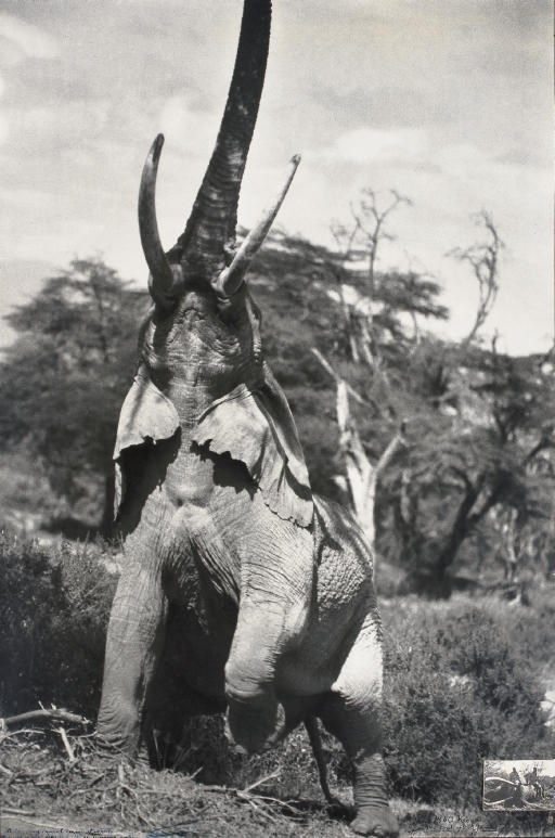PETER BEARD (b.1938)