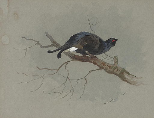 Archibald Thorburn (British, 1860-1935)