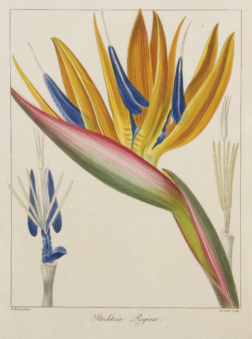 MORDANT DE LAUNAY, Jean-Claude-Michel (ca.1750-1816) & LOISELEUR DESLONGCHAMPS, Jean-Louis-Auguste (1774-1849). Herbier Général de l'amateur, contenant la description, l'histoire, les propriétés, et la culture des végétaux utiles et agréables. Avec figures peintes d'après nature par M. Bessa. Paris: imprimerie de Fain pour Audot, [1810-] 1816-1827.
