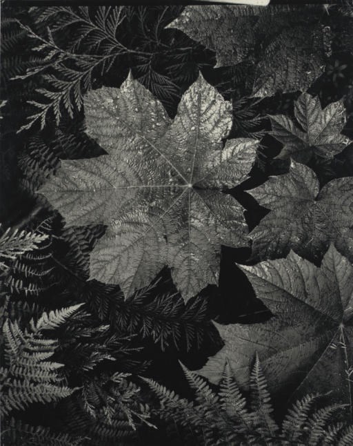 ANSEL ADAMS (1902-1984)