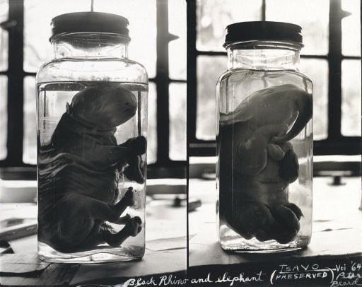 PETER BEARD (b.1938)