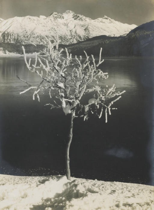 ALBERT STEINER (1877-1965)
