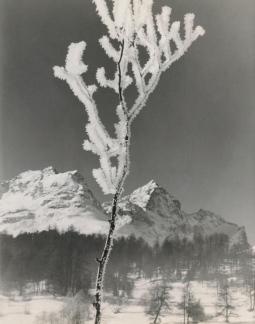 ALBERT STEINER (1877-1965)