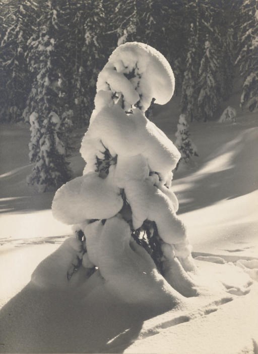 ALBERT STEINER (1877-1965)