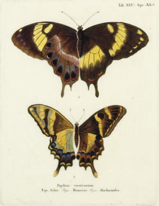 J.C. Bock (Active 18th Century)