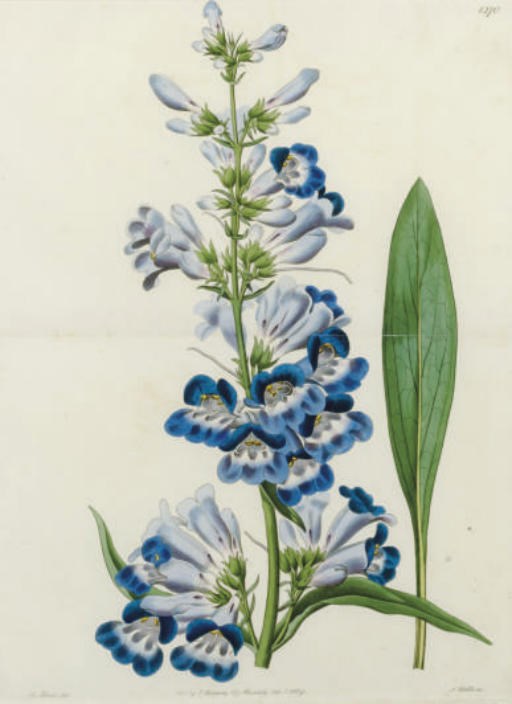 S. Watts (Active 19th Century) AFTER M. HART (ACTIVE 19TH CENTURY)