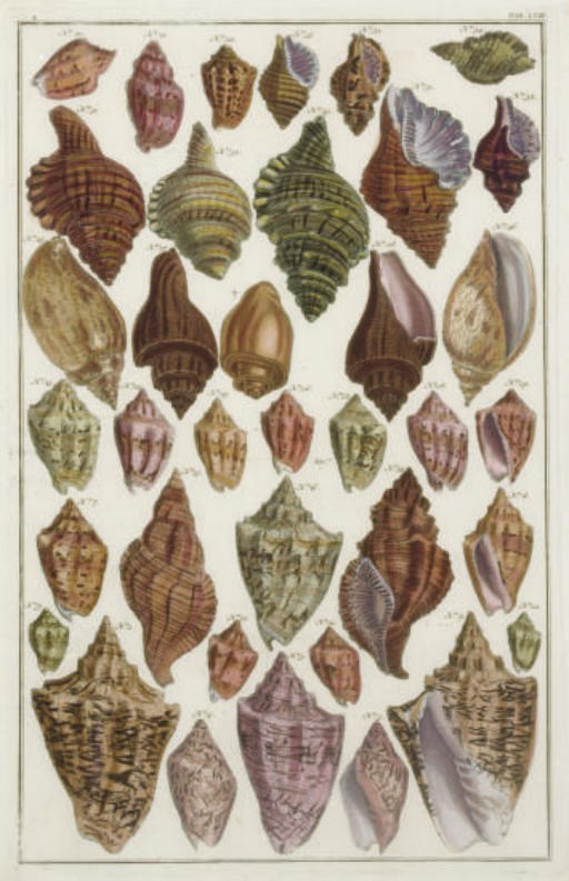 After Albertus Seba (1665-1736)