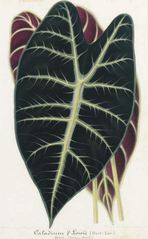 P. Stroobant (Active 19th Century)