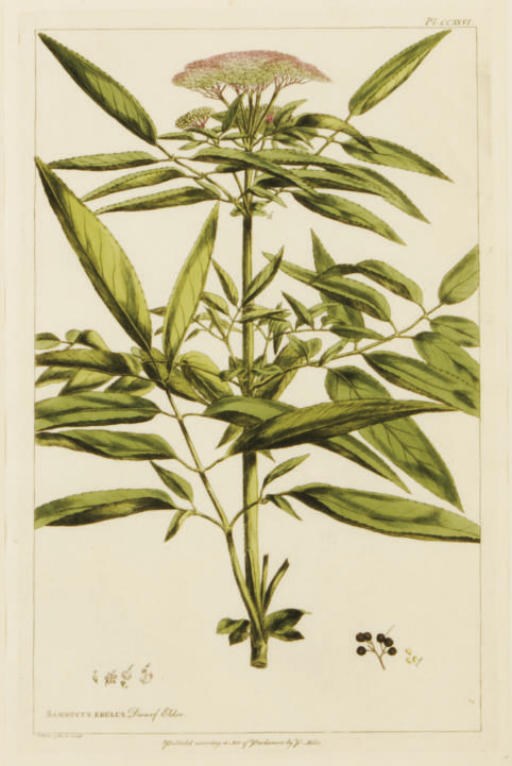 I. Miller (Active 19th Century)