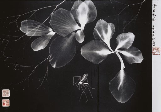LONG CHIN-SAN (LANG JINSHAN, 1892-1995)