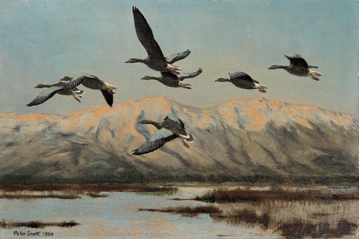 Sir Peter Markham Scott (British, 1909-1989)