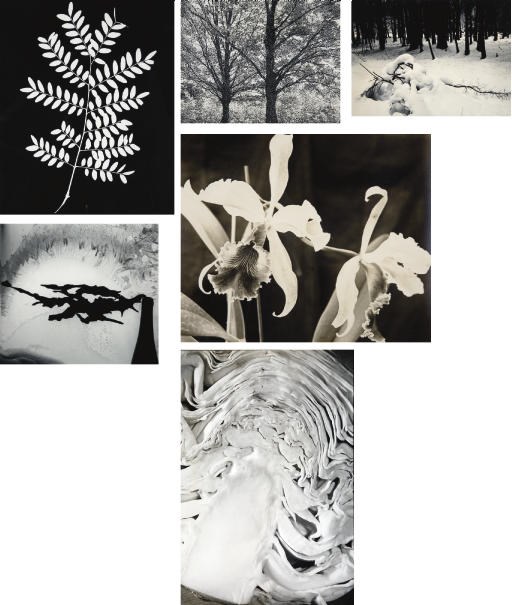 MODERNIST PHOTOGRAPHY