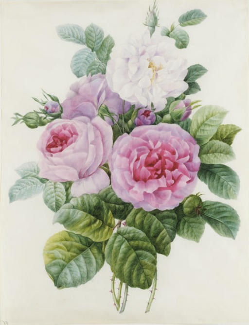 ENTOURAGE DE PIERRE-JOSPEH REDOUTE (SAINT-HUBERT 1759-1840 PARIS)