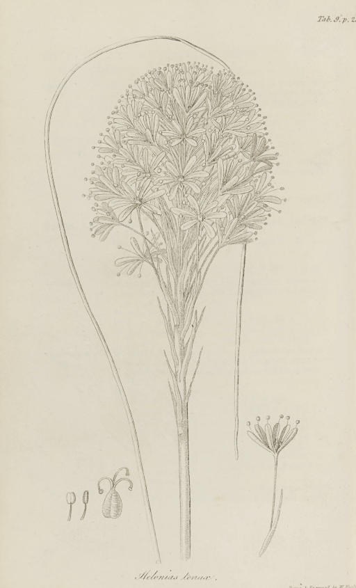PURSH, Frederick Traugott (1774-1820). Flora Americae septentrionalis. London: White, Cochrane & Co., 1814