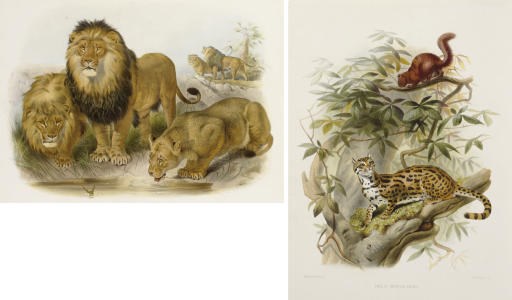 ELLIOT, Daniel Giraud (1835-1915). A Monograph of the Felididae or Family of Cats. [New York]: printed by Taylor & Francis, published by the author for the subscribers, [1878-]1883.
