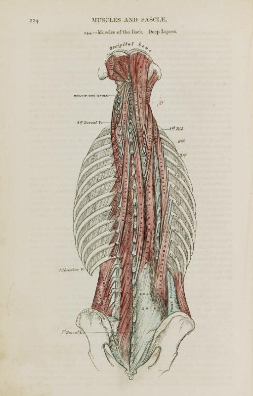 GRAY, Henry (1825-1861). Anatomy Descriptive and Surgical. London: John W. Parker and Son, 1858.