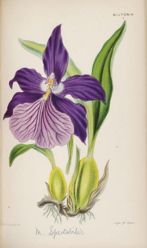 MOORE, Thomas (1821-1887), editor. Illustrations of Orchidaceous Plants: a series of one hundred figures ... representing the principal groups of orchids; accompanied by descriptions of the cultivated species ... and directions for cultivation. London: Willis and Sotheran, 1857.