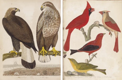 WILSON, Alexander (1766-1813). American Ornithology; or, the Natural History of the Birds of the United States. Philadelphia: Bradford and Inskeep, 1808-1814.