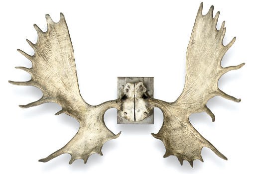 A PAIR OF MOOSE ANTLERS