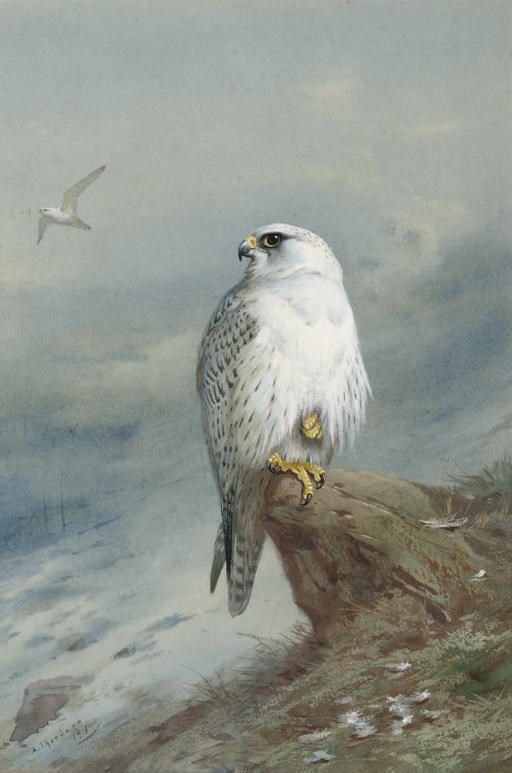 Archibald Thorburn (1860-1935)