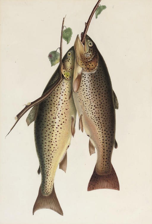 Sir William Jardine, 7th Bt., H.R.S.A. (1800-1874)