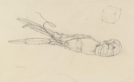 Eliot Hodgkin (1905-1987)