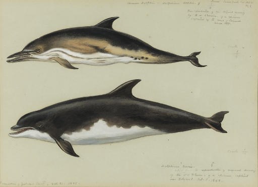 Archibald Thorburn (1860-1935)