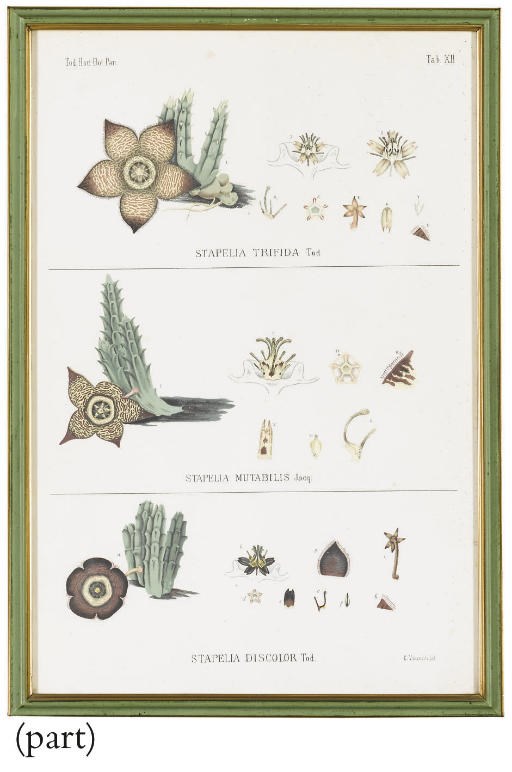A. Maniaci and C. Visconti (19th Century)
