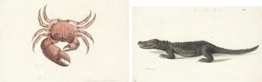 Richard Polydore Nodder (fl. 1786-1820)