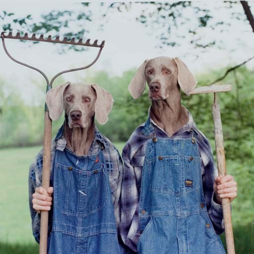 WILLIAM WEGMAN (NE EN 1943)