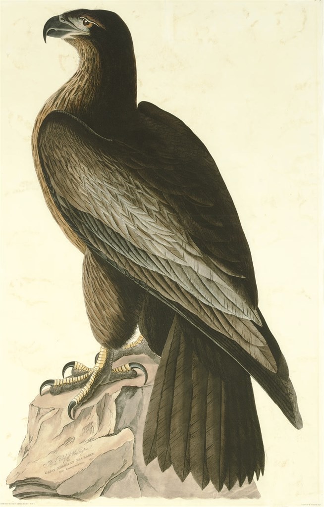AFTER JOHN JAMES AUDUBON (1785-1851)
BY ROBERT HAVELL (1793-1878)