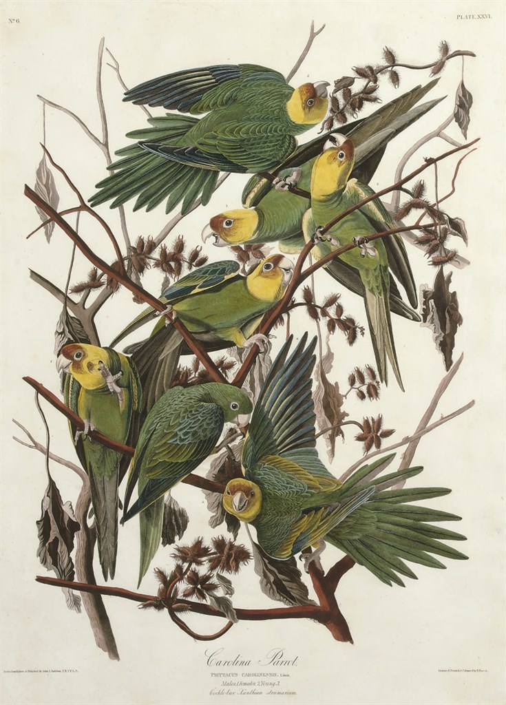 AFTER JOHN JAMES AUDUBON
BY ROBERT HAVELL