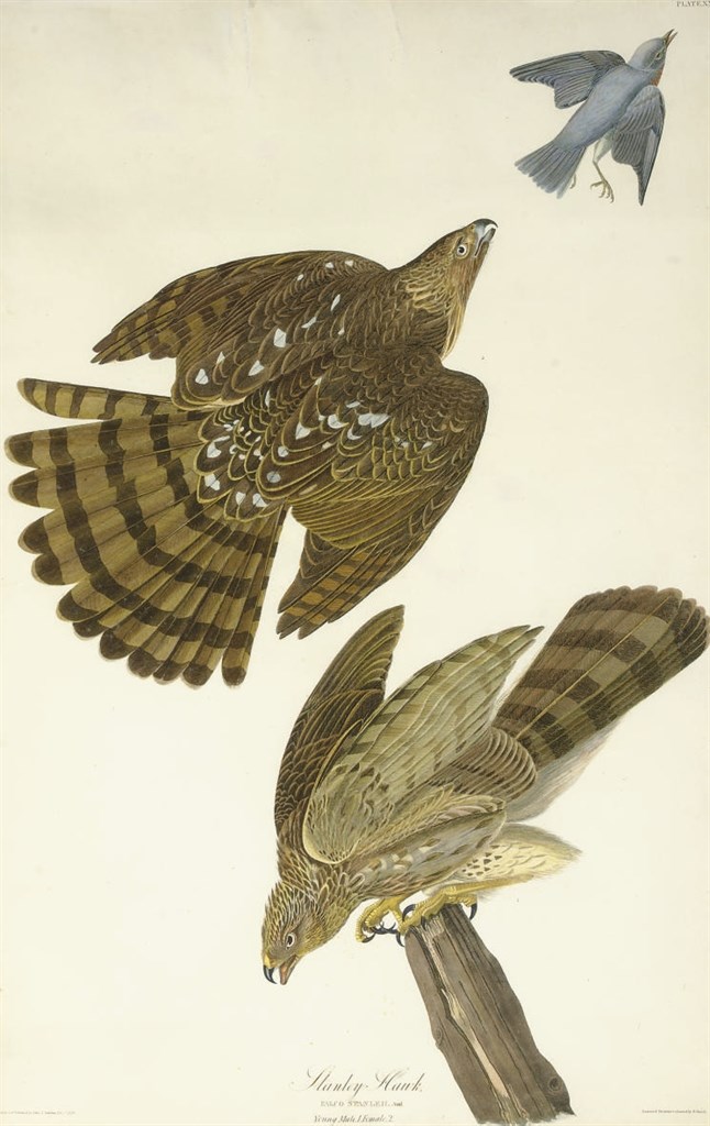 AFTER JOHN JAMES AUDUBON
BY ROBERT HAVELL