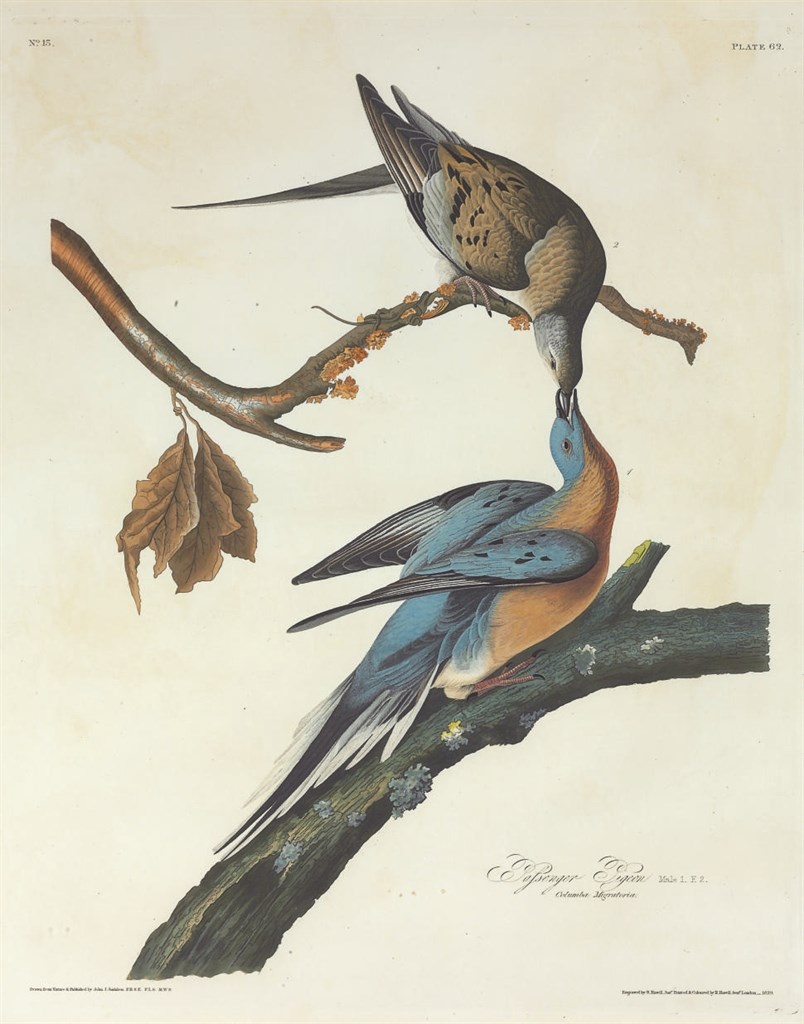 AFTER JOHN JAMES AUDUBON
BY ROBERT HAVELL