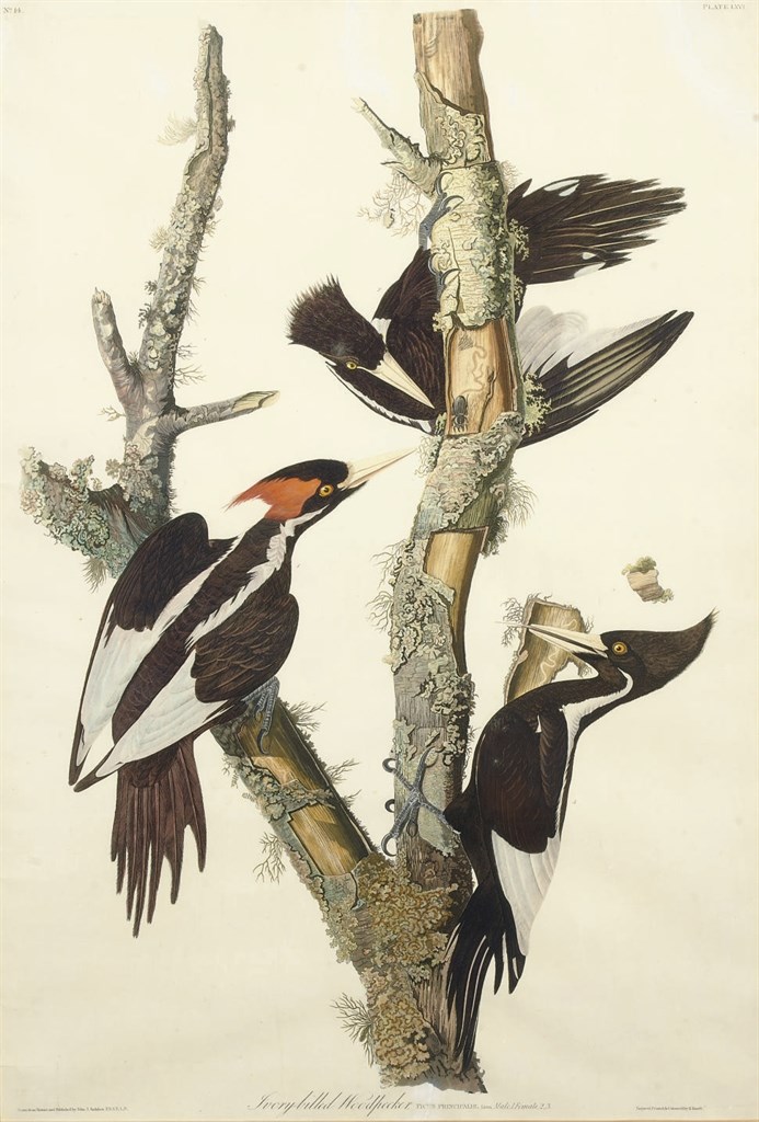 AFTER JOHN JAMES AUDUBON
BY ROBERT HAVELL