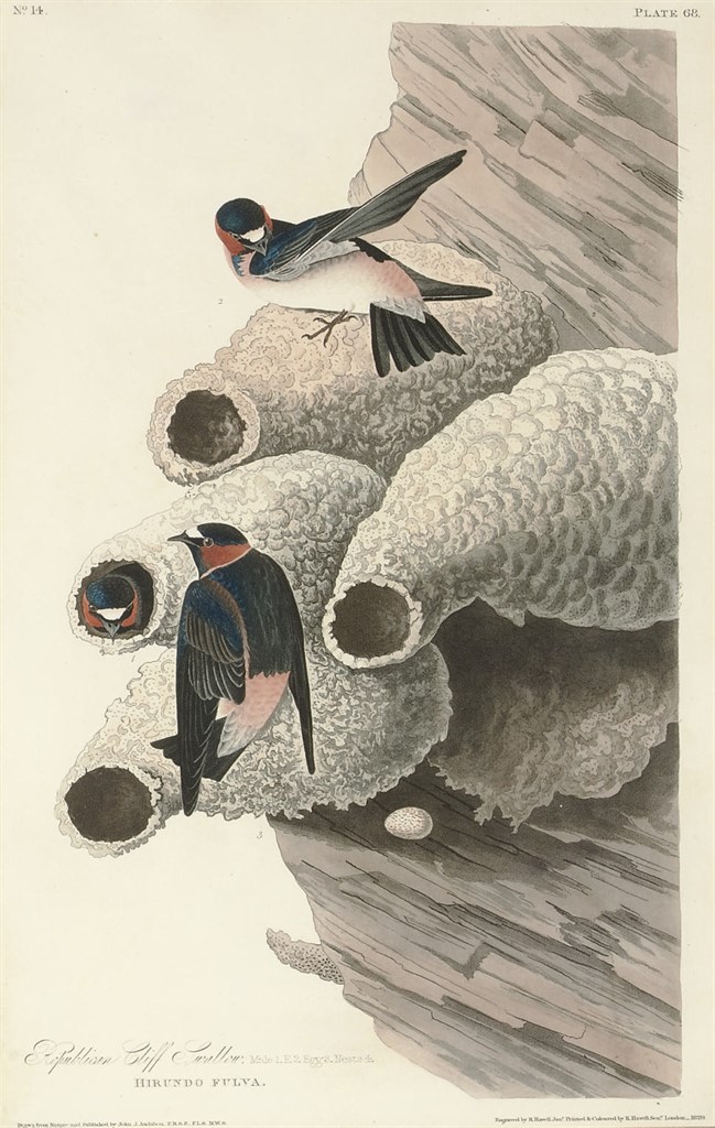 AFTER JOHN JAMES AUDUBON
BY ROBERT HAVELL