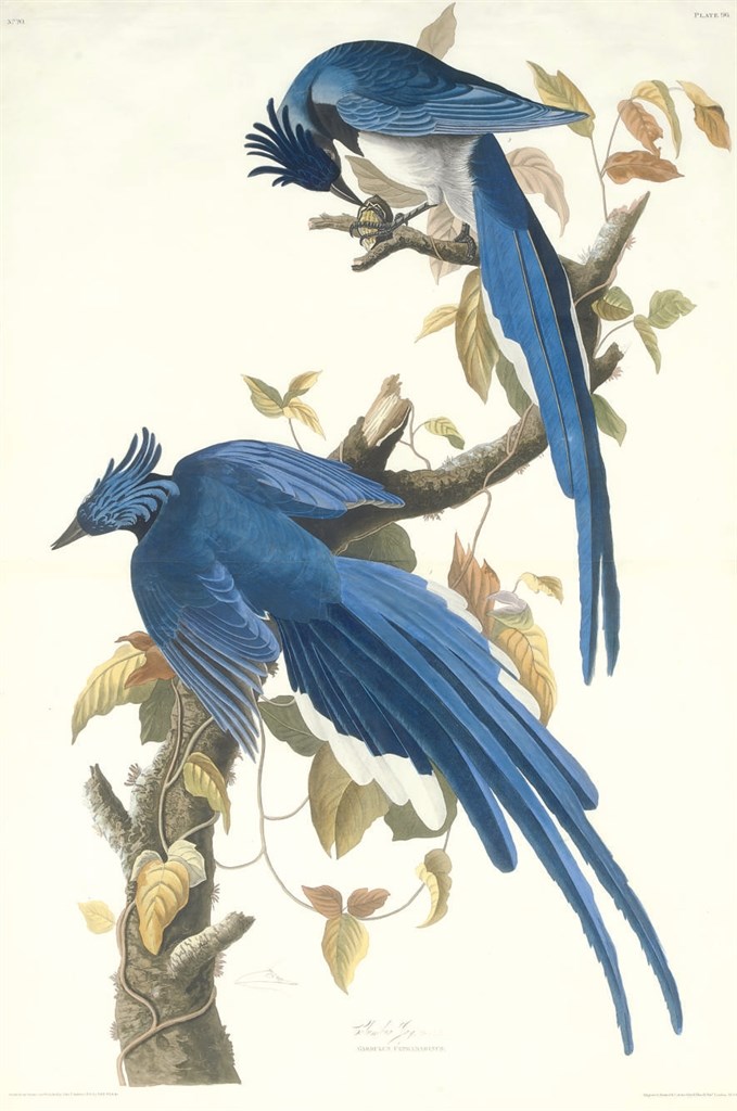 AFTER JOHN JAMES AUDUBON
BY ROBERT HAVELL