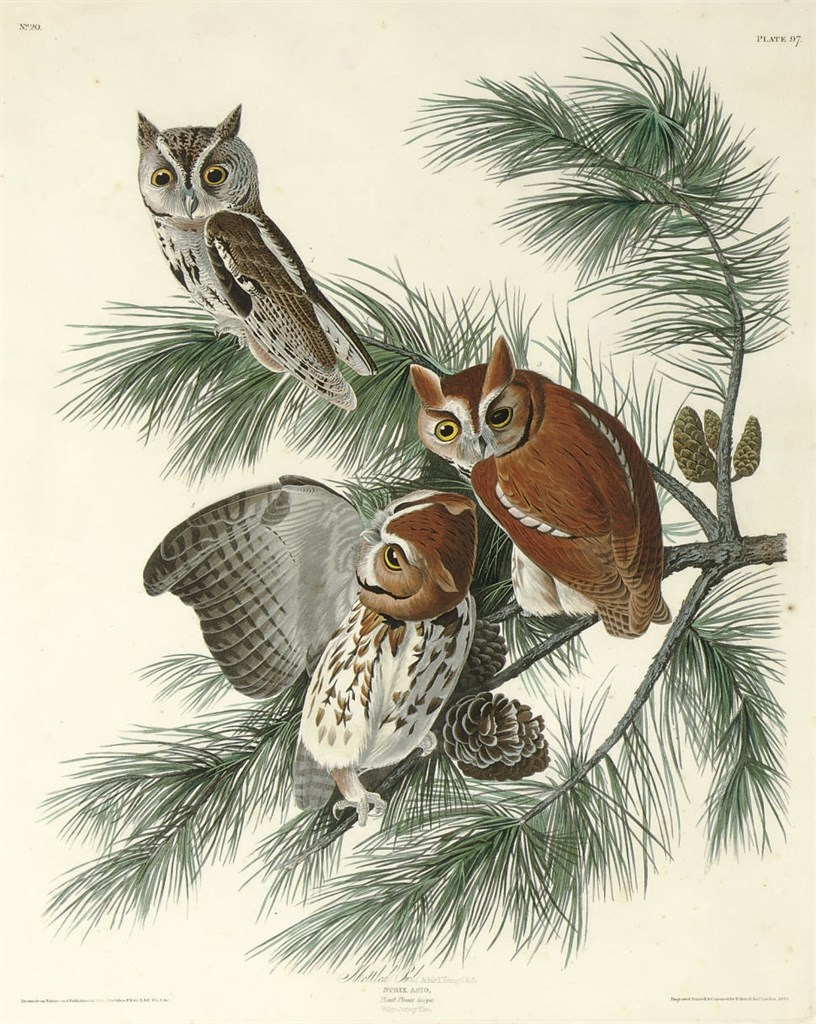 AFTER JOHN JAMES AUDUBON
BY ROBERT HAVELL