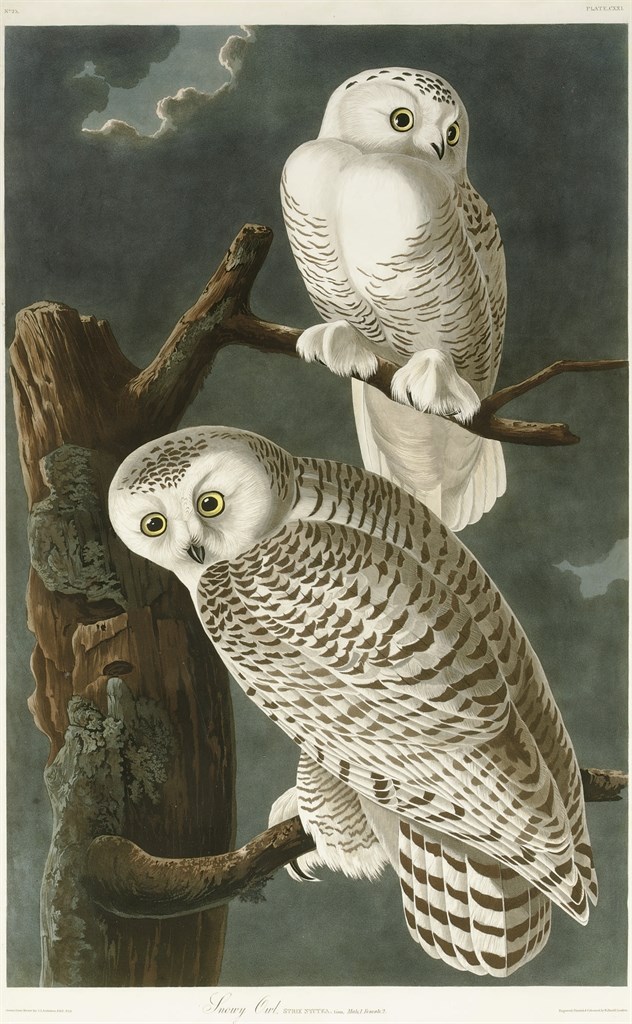 AFTER JOHN JAMES AUDUBON
BY ROBERT HAVELL