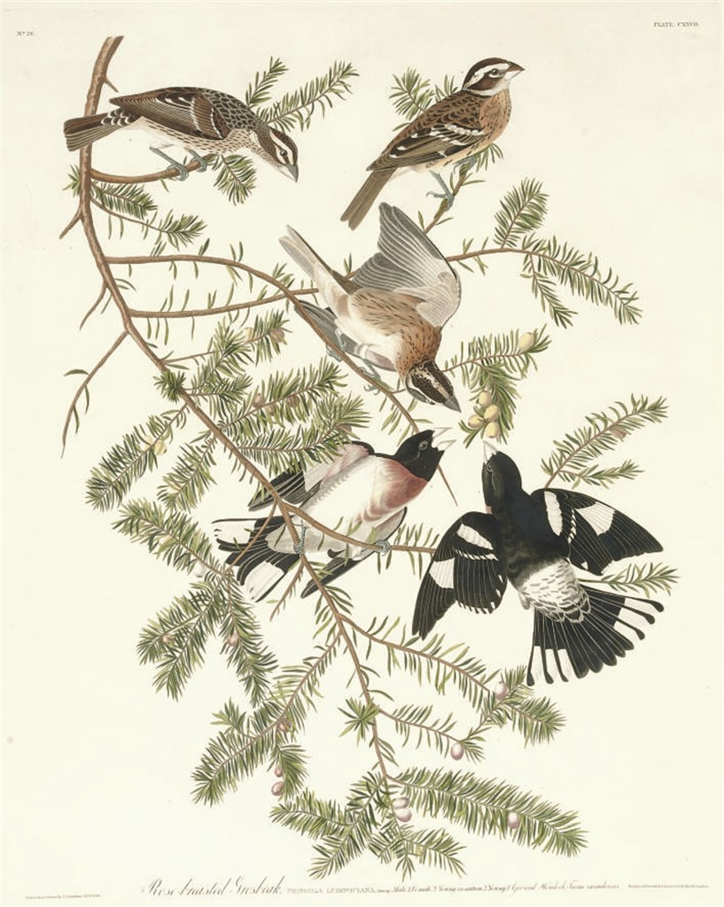 AFTER JOHN JAMES AUDUBON
BY ROBERT HAVELL
