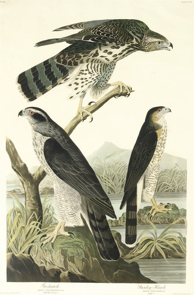 AFTER JOHN JAMES AUDUBON
BY ROBERT HAVELL
