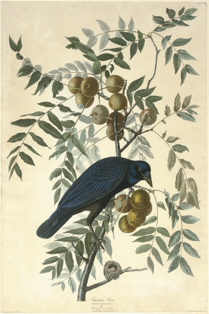 AFTER JOHN JAMES AUDUBON
BY ROBERT HAVELL