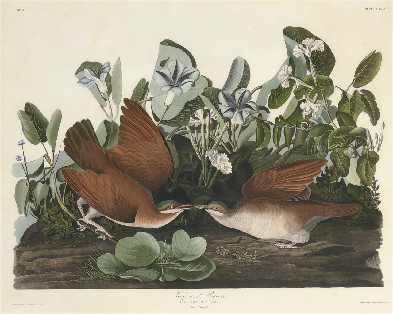 AFTER JOHN JAMES AUDUBON
BY ROBERT HAVELL